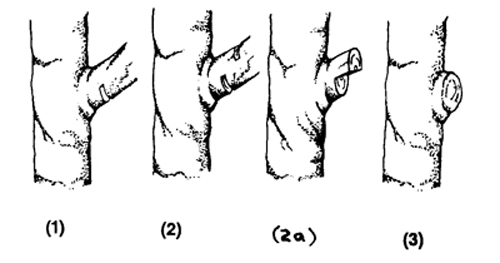 Fig. 5: Numbered illustration showing proper technique for pruning large branches/limbs.
